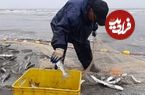 (ویدیو) صید ماهی سفید با قلاب توسط چند ماهی‌گیر در شمال!