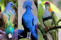 (ویدئو) 10 کبوتر زیبا و کمیاب جهان که کمتر کسی آن ها را دیده است
