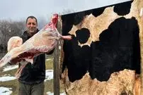 ببینید| غذای روستایی در آذربایجان؛ کباب کردن بره در پوست گاو!