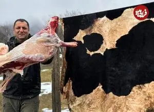ببینید| غذای روستایی در آذربایجان؛ کباب کردن بره در پوست گاو!