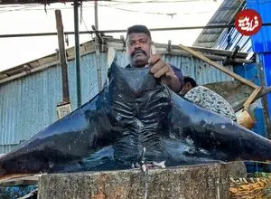 ببینید| برش زدن سفره ماهی سیاه به روش ماهی فروش مشهور هندی