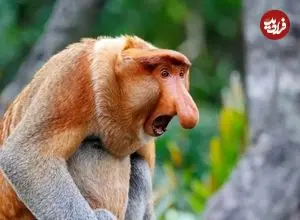 تصاویر| راز «زشت‌ترین حیوان جهان»؛ چه توضیحی پشت پرده دماغ میمون بینی‌دراز پنهان است؟