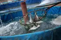 تولید ۵۰ تن ماهی با یک لیتر آب در شیلات تهران!