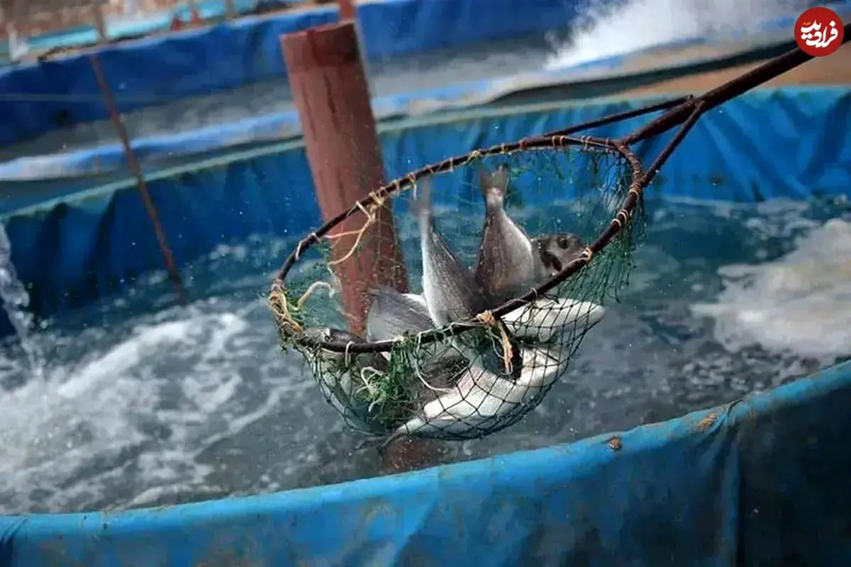 تولید ۵۰ تن ماهی با یک لیتر آب در شیلات تهران!