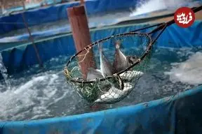 تولید ۵۰ تن ماهی با یک لیتر آب در شیلات تهران!