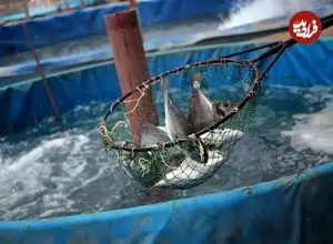 تولید ۵۰ تن ماهی با یک لیتر آب در شیلات تهران!