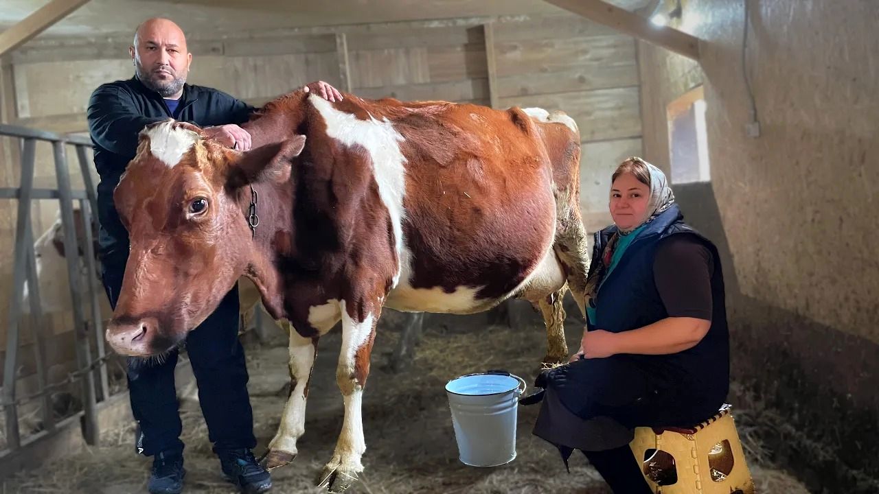 (ویدئو) فرآیند درست کردن پنیر محلی با 10 کیلو شیر گاو توسط یک زوج روستایی روس