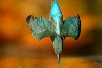 یک عکس استثنایی که گرفتنش 6 سال زمان برد