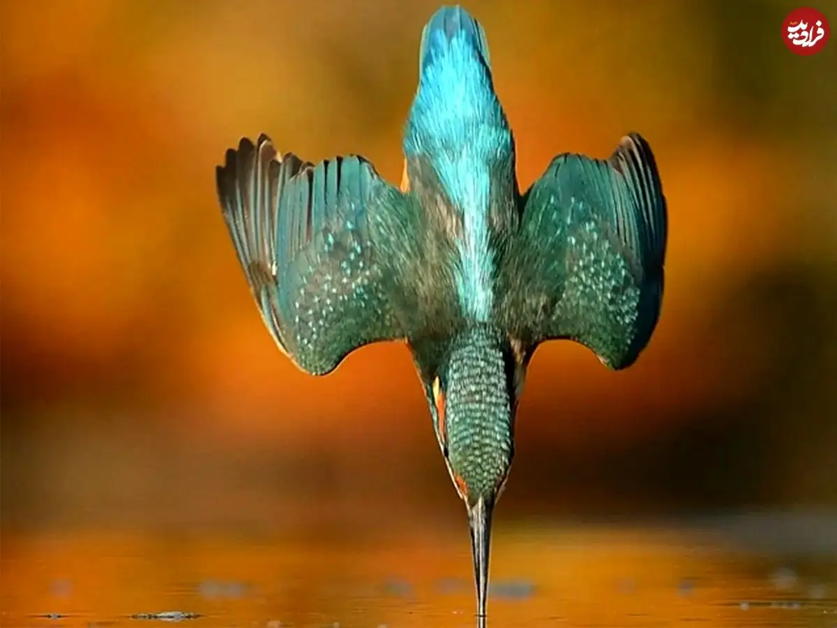 یک عکس استثنایی که گرفتنش 6 سال زمان برد