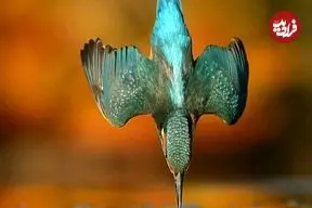 یک عکس استثنایی که گرفتنش 6 سال زمان برد