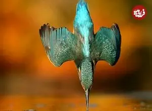 یک عکس استثنایی که گرفتنش 6 سال زمان برد