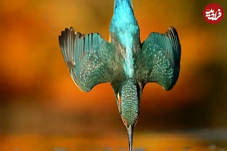 یک عکس استثنایی که گرفتنش 6 سال زمان برد