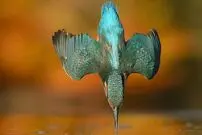 یک عکس استثنایی که گرفتنش 6 سال زمان برد