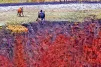 ببینید| فرار شگفت انگیز کل یالدار از دست کفتار