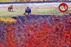 ببینید| فرار شگفت انگیز کل یالدار از دست کفتار