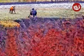 ببینید| فرار شگفت انگیز کل یالدار از دست کفتار