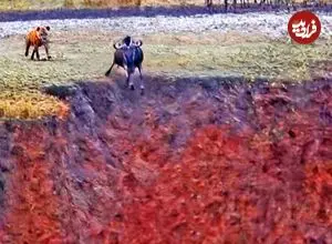 ببینید| فرار شگفت انگیز کل یالدار از دست کفتار