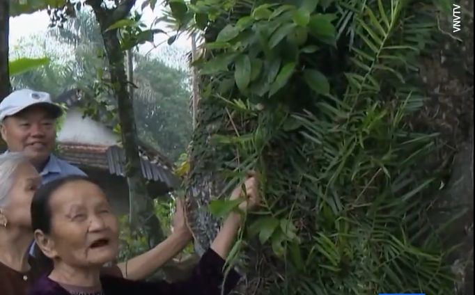 (ویدیو) درختی ۷۰۰ ساله مقدس در ویتنام که همچنان میوه می‌دهد 