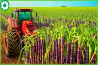 ببینید| چگونه کشاورزان هندی صدها تن نیشکر را برداشت و فرآوری می کنند؟