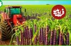 ببینید| چگونه کشاورزان هندی صدها تن نیشکر را برداشت و فرآوری می کنند؟