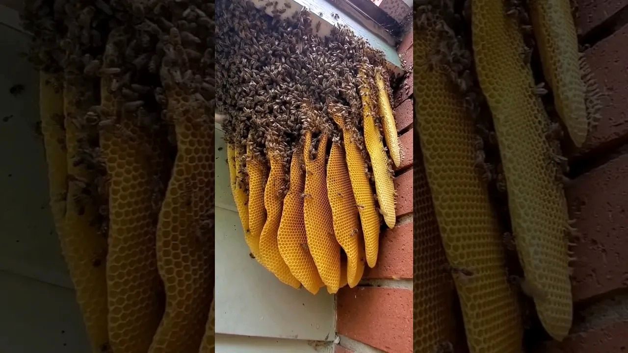 (ویدئو) کشف یک کندوی عسل بزرگ روی دیوار یک خانه آمریکایی!