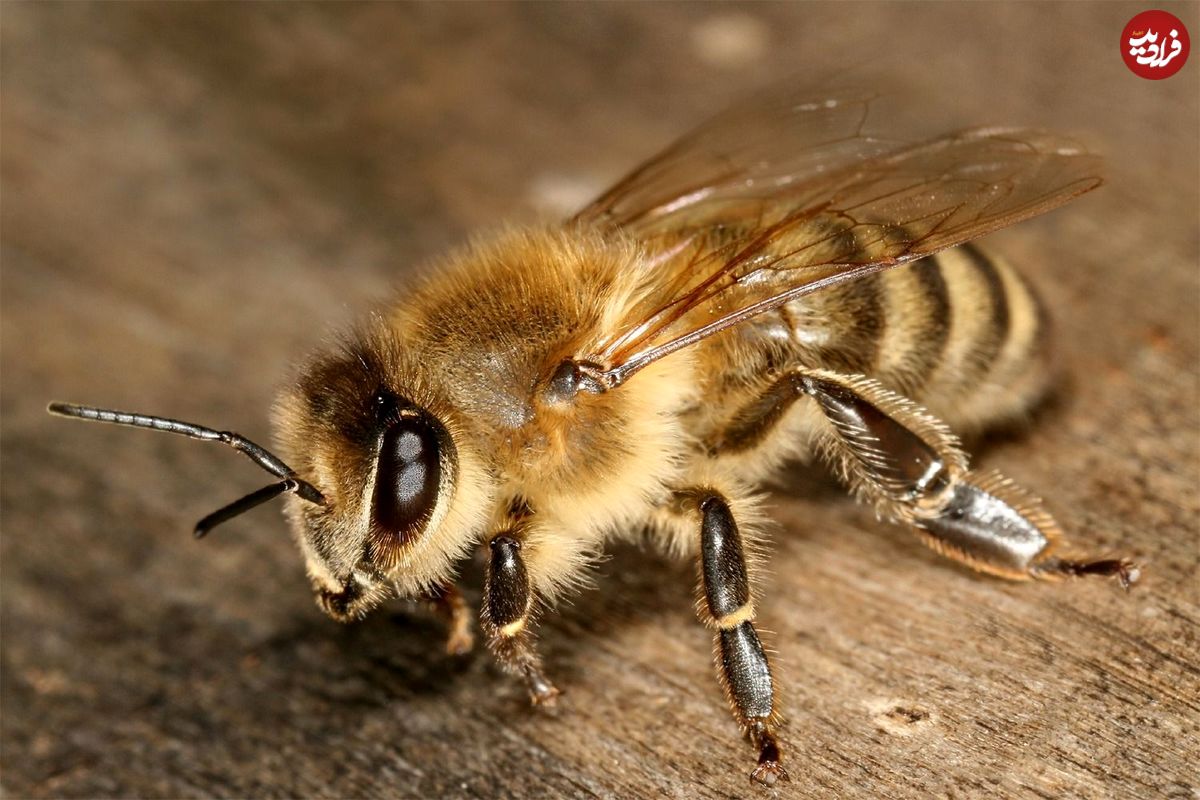 (اینفوگرافیک) ۲۰ می، روز جهانی زنبور عسل
