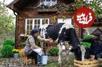 (ویدئو) فرآیند تماشایی تهیه پنیر گاوی روستایی توسط یک زوج آذربایجانی