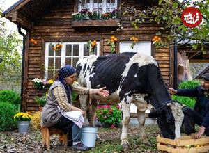 (ویدئو) فرآیند تماشایی تهیه پنیر گاوی روستایی توسط یک زوج آذربایجانی