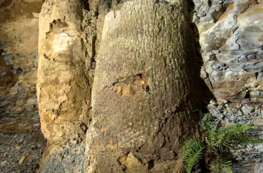 کشف یک جنگل عجیب 290 میلیون ساله در برزیل 