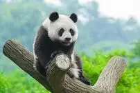 (ویدئو) نمایش توله پانداهای تازه متولد شده در چین 