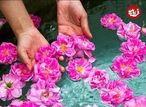 گلاب اصل ؛ راهنمای تشخیص گلاب خالص کاشان و میمند