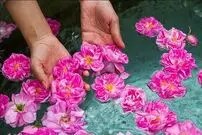 گلاب اصل ؛ راهنمای تشخیص گلاب خالص کاشان و میمند
