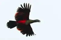 (عکس) دراکولا در آسمان، ترکیب ترسناک طوطی و کرکس