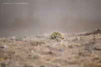 بامزه‌ترین عکس‌ها از این پرندۀ کمدین! 
