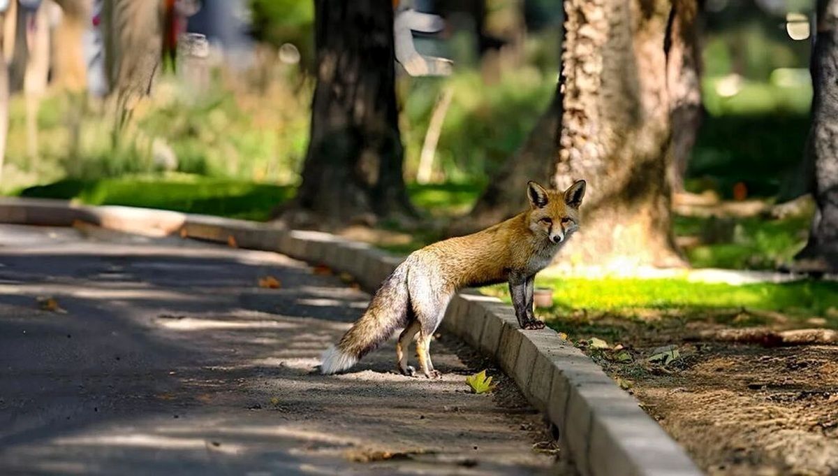 (ویدئو) لحظه پیوستن روباه مادر به توله‌اش در ولنجک تهران