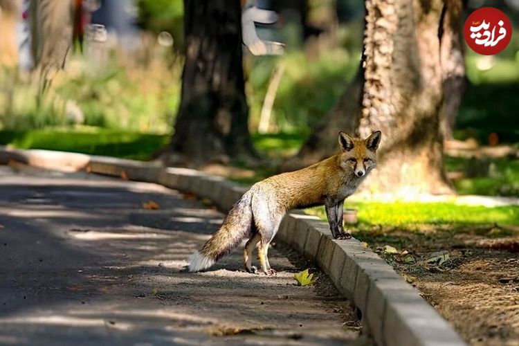 (ویدئو) لحظه پیوستن روباه مادر به توله‌اش در ولنجک تهران