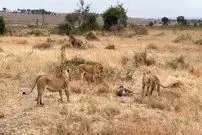 ببینید| دفاع جانانه یک پلنگ در برابر حمله شیر نر!