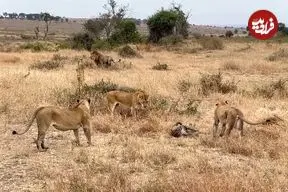 ببینید| دفاع جانانه یک پلنگ در برابر حمله شیر نر!