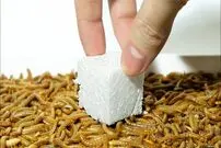 (ویدئو) ببینید کرم های خوراکی چگونه پلاستیک را بدون مشکل می‌خورند!