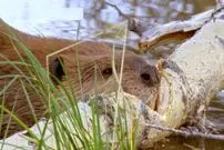 ببینید| قطع درخت در عرض چند ساعت توسط سگ آبی برای ساخت سد