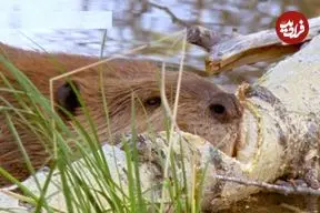 ببینید| قطع درخت در عرض چند ساعت توسط سگ آبی برای ساخت سد