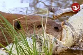 ببینید| قطع درخت در عرض چند ساعت توسط سگ آبی برای ساخت سد