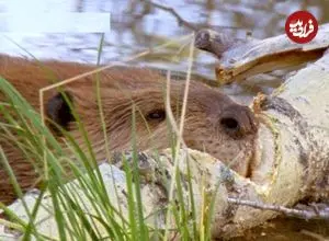 ببینید| قطع درخت در عرض چند ساعت توسط سگ آبی برای ساخت سد