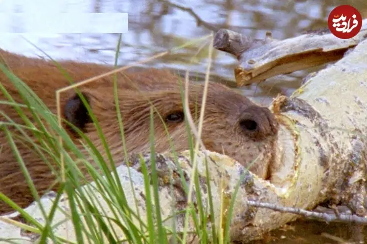 ببینید| قطع درخت در عرض چند ساعت توسط سگ آبی برای ساخت سد