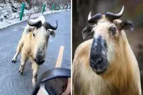 ببینید| با تاکین افسانه ای و کمیاب آشنا شوید!