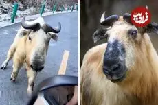 ببینید| با تاکین افسانه ای و کمیاب آشنا شوید!