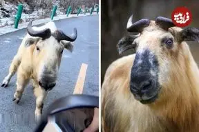 ببینید| با تاکین افسانه ای و کمیاب آشنا شوید!