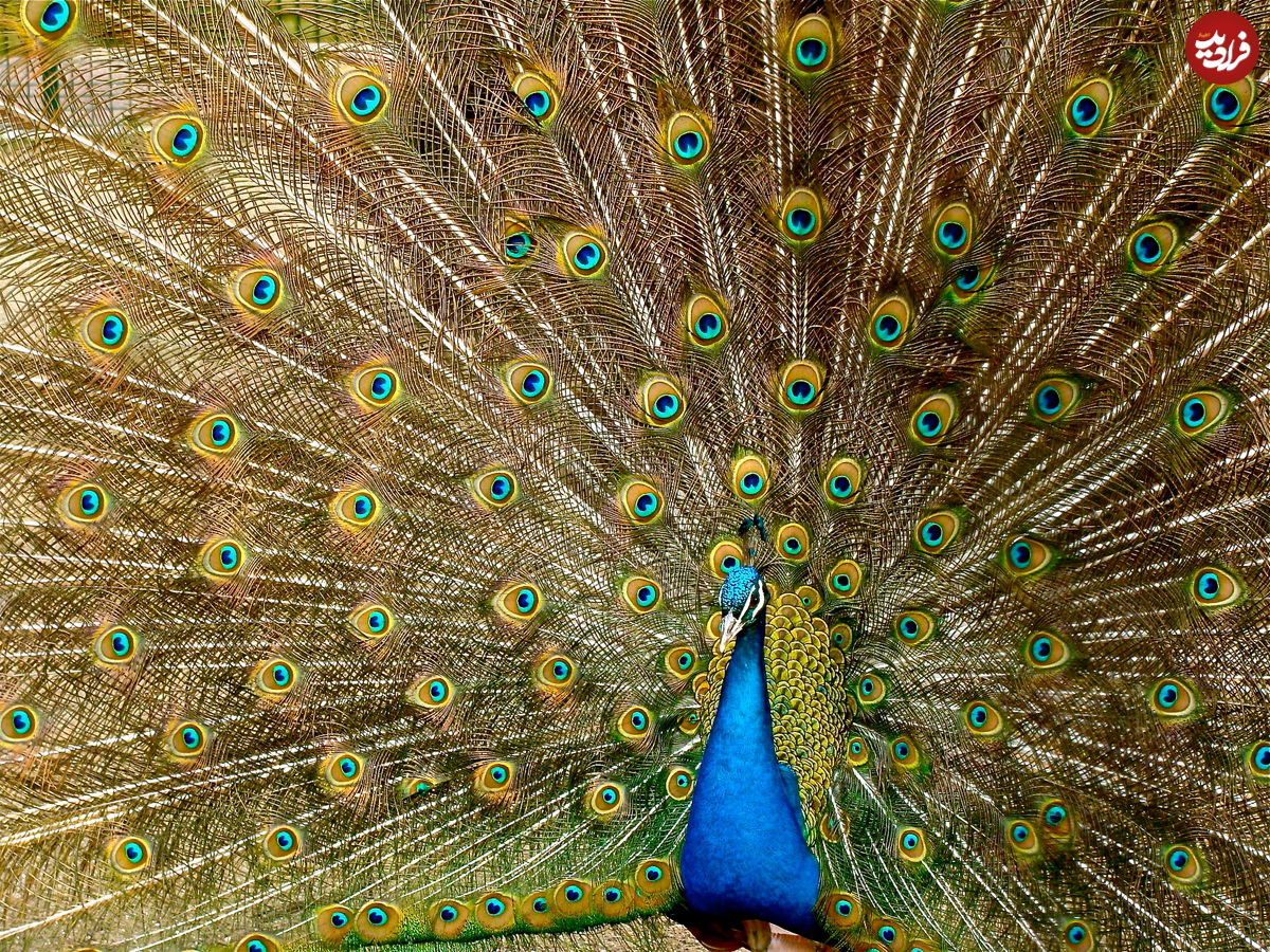 (ویدیو) لحظه زیبای باز شدن پرهای طاووس