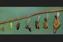 (عکس) انگل‌های ترسناک و نوزادانی که باردار به دنیا می‌آیند!