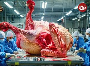(ویدئو) فرآیند پرورش و پردازش گوشت مرغ در مدرن ترین مرغداری و کارخانه آمریکا